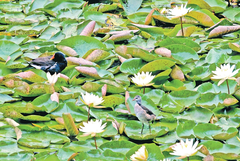 初夏鳥趣